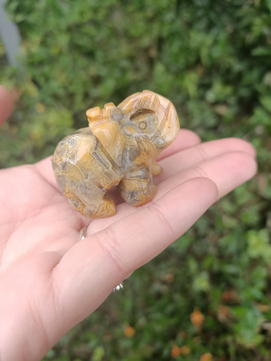 Elephant - Crazy Lace Agate